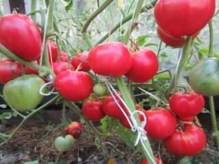 Tomato Turbojet: ulasan, foto, hasil