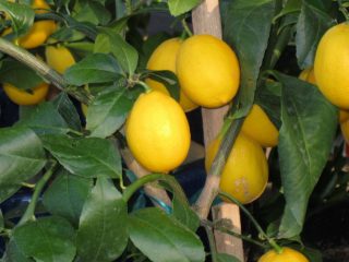 Meyerio citrina: priežiūra namuose