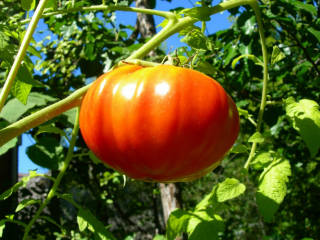 Pomidorų karalių karalius: apžvalgos, nuotraukos, derlius