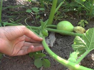 Melonin muodostuminen avoimella kentällä