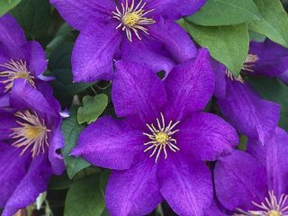 Clematis Luther Burbank: คำอธิบายที่หลากหลาย