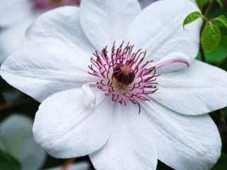 Ratu Clematis Jadwiga