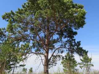 Atšķirības starp egli un priedi