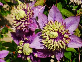 Clematis Taiga: ulasan dan keterangan