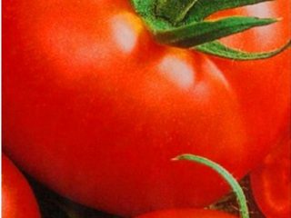 Tomato Alpha: ciri dan penerangan mengenai pelbagai