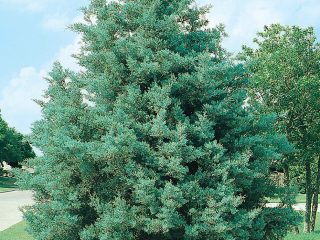 Arizonan sypressi: kuva ja kuvaus