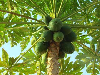 Sådan spiser du papaya: måder