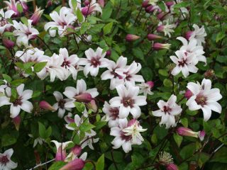 Clematis Princess Kate: apžvalgos ir aprašymas