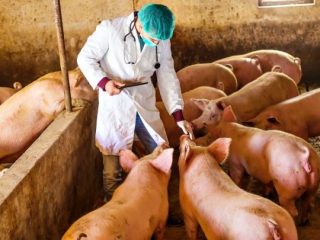 Pasteurellosis babi: gejala dan rawatan, foto