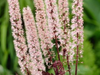 Sort cohosh: arter og sorter