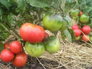 Tomatrosa leder: egenskaper og beskrivelse av sorten