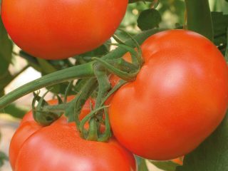 Tomato Gourmand: pelbagai penerangan, foto, ulasan