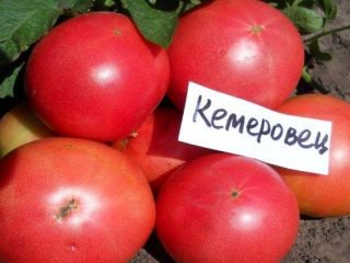 Tomāts Kemerovets: atsauksmes, fotogrāfijas, raža