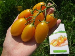 Tomato Koty: ciri dan penerangan mengenai pelbagai