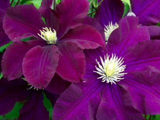 Clematis Warsaw Night (Warshawska Nike)