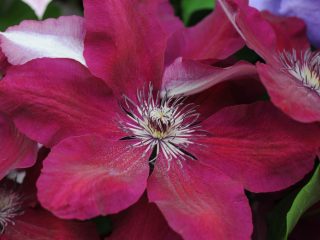Clematis Westerplatte: คำอธิบายและบทวิจารณ์