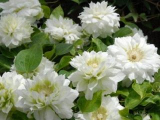 Clematis Duches of Edinburgh: kuva ja kuvaus
