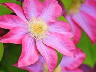 Clematis Asao: kuva ja kuvaus, kasvuolosuhteet
