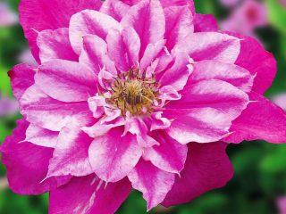 Clematis May Darling: ulasan dan keterangan