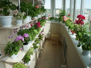 Florens såkalender för månen för maj 2021