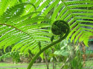 Bracken fern: helsemessige fordeler og skader