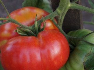 Tomato Love F1: ciri dan keterangan mengenai pelbagai