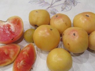 Tomato Long Keeper: บทวิจารณ์ภาพถ่ายผลผลิต