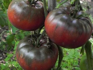 Tomato Black Baron: arvostelut, valokuvien tuotto