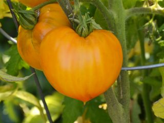 Tomato Orange strawberry: pelbagai penerangan, foto, ulasan