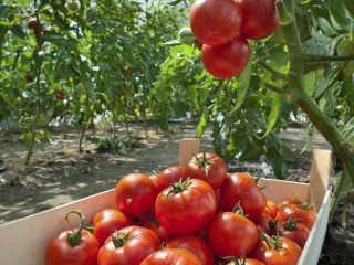 Tomato Money bag: บทวิจารณ์ภาพถ่ายผลผลิต