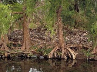 Kādi skujkoku koki ziemai nomet adatas