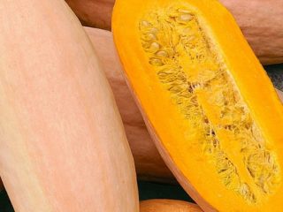 Pumpkin Pastila Champagne: lajikkeen kuvaus