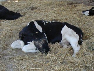 Kolik lembu dan lembu