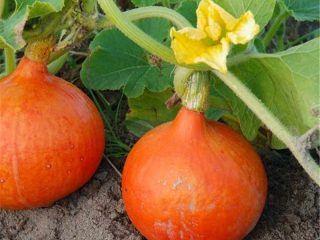 Pumpkin Hokkaido, Ishiki Kuri Hokkaido F1: คำอธิบาย