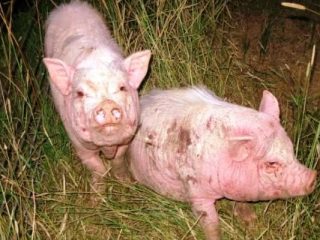Kudis (scab, scab, sarcoptic mange) pada babi: rawatan, gejala, gambar