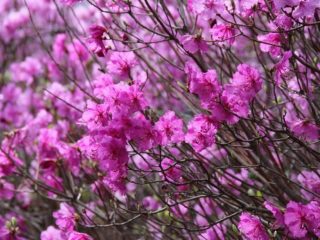 Daurian rododendroni: valokuva, istutus ja hoito, lisääntyminen