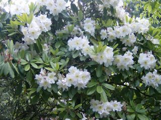 Rododendro caucasico: proprietà medicinali e controindicazioni