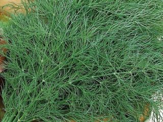 Dill Superdukat OE: penanaman dan penjagaan
