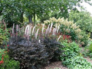 Black cohosh simple Brunet
