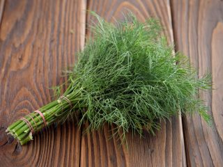 Dill Hercules: penerangan, foto, ulasan