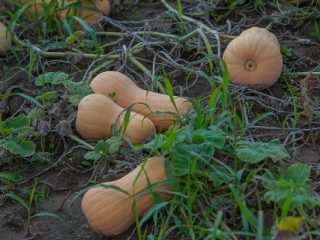 Pumpkin Matilda F1: ulasan, gambar