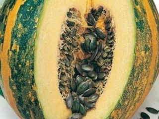 Labu gymnospermous: faedah dan kemudaratan
