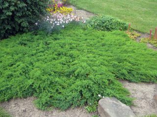 Juniper orizzontale: Blue Forest, Glauka, Jade River