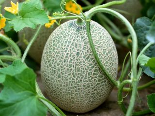 Hvorfor melon lugter som acetone