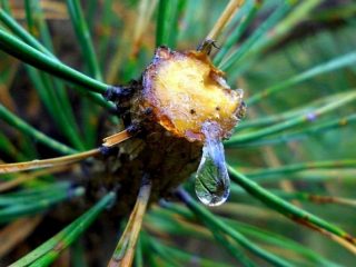 Cedar-hartsi: lääkinnälliset ominaisuudet, käyttö, arvostelut