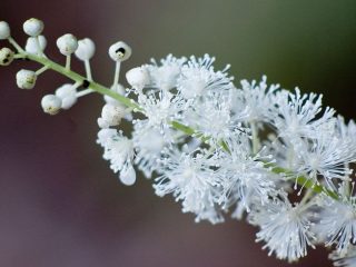 Tsimitsifuga (Black cohosh) racemoze: derīgās īpašības un kontrindikācijas