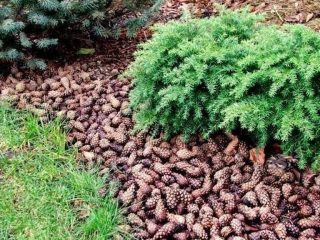 Skujkoku kopšana pavasarī