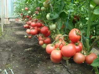 Tomato Windrose: ciri dan keterangan mengenai pelbagai