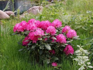 Rododendri Ļeņingradas apgabalā: labākās šķirnes, audzēšana