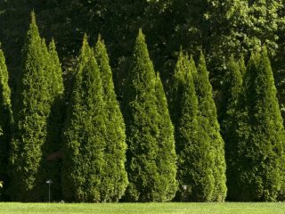 Ātri augoši skujkoki